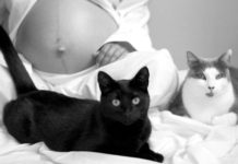 Animali in gravidanza