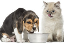 Alimentazione vegana di cani e gatti