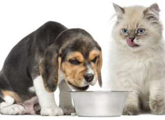 Alimentazione vegana di cani e gatti