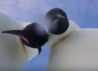 pinguini