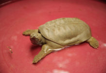 tartaruga cinese