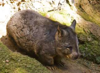 animali più rari al mondo