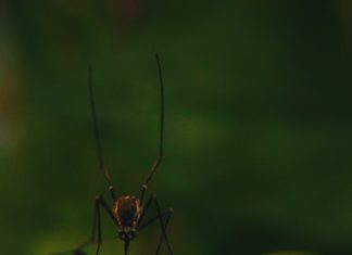zanzare rimedi naturali