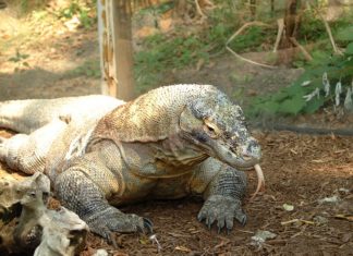 drago di Komodo