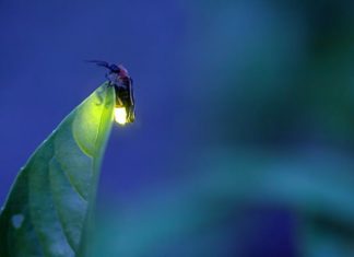 Bioluminescenza