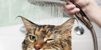 Perché i gatti odiano bagnarsi?