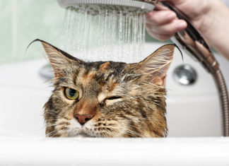 Perché i gatti odiano bagnarsi?