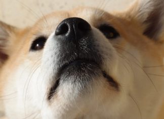 cani annusano le nostre parti intime