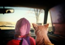 Viaggiare in auto con il cane