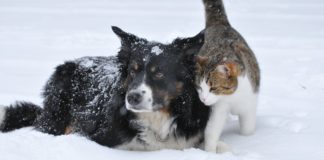 Come proteggere gli animali dal freddo?