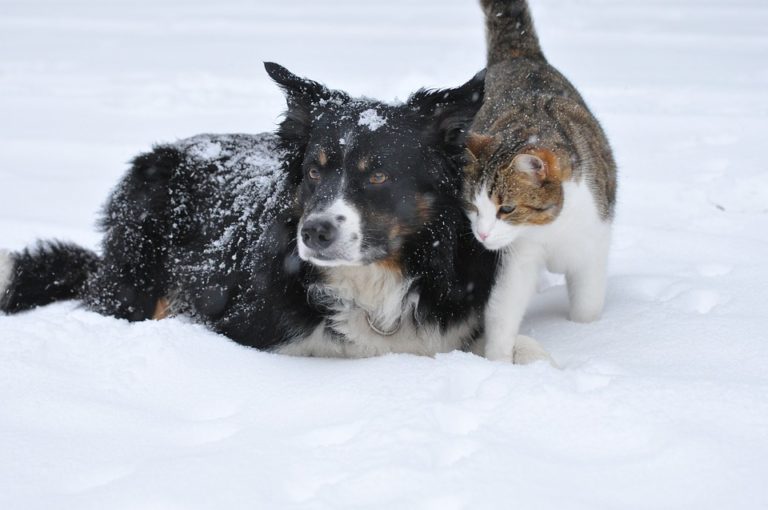 Come proteggere gli animali dal freddo?