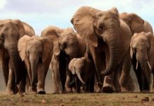 Elefanti senza zanne