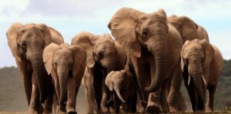 Elefanti senza zanne