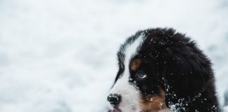 Come proteggere i nostri animali dal freddo?