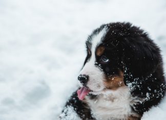 Come proteggere i nostri animali dal freddo?