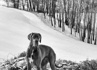 razze di cani più grandi del mondo