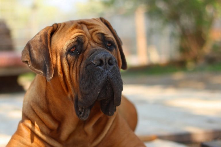 Le 5 razze di cani più grandi del mondo