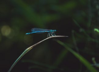 scomparsa degli insetti