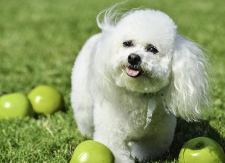 Bichon frisé