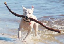 benefici del mare per i cani