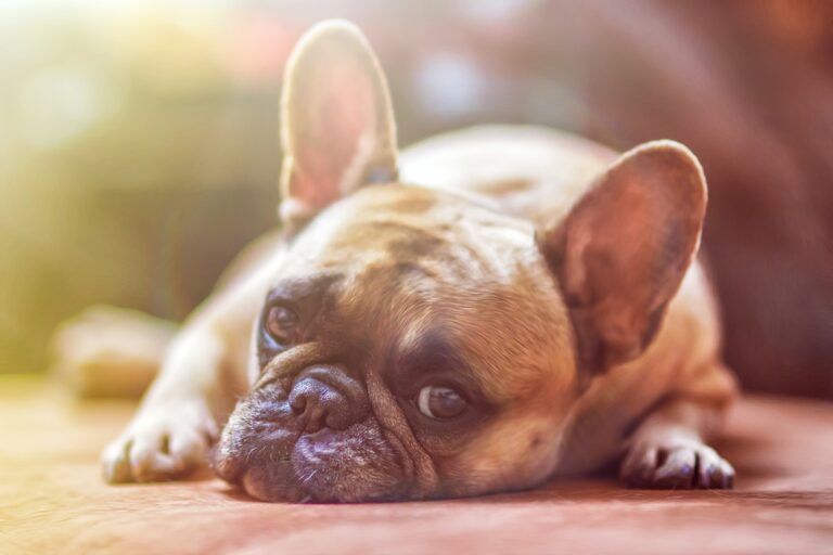 Come proteggere gli animali dal caldo?