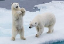 curiosità sull'orso polare