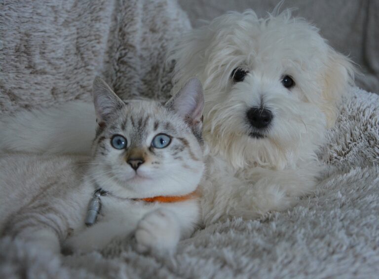 Cane-e-gatto