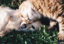 cani e gatti domestici benessere animali