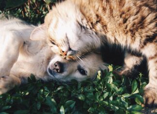 cani e gatti domestici benessere animali