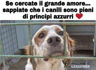 adotta un cane