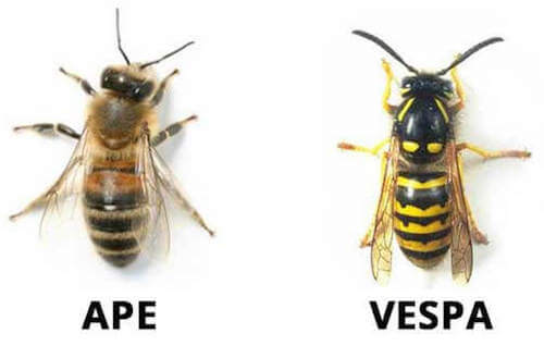 differenze tra ape e vespa