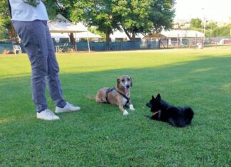 educazione cane cose da sapere