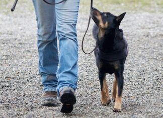 portare a passeggio il cane