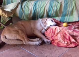 come prendersi cura di un cane anziano