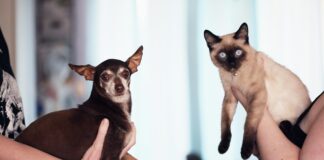 UNIPOLSAI_animali.moondo.info_Assicurazione cane e gatto_ quali coperture e come sceglierla (1)
