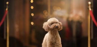 barboncino toy come sceglierlo