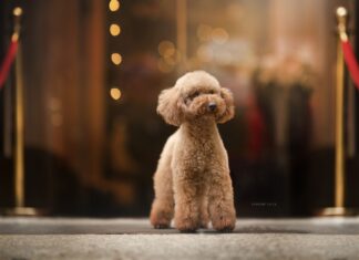 barboncino toy come sceglierlo