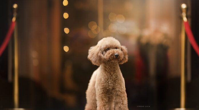 barboncino toy come sceglierlo